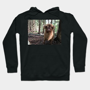 Scottish Highland Cattle Calf 1486 Hoodie